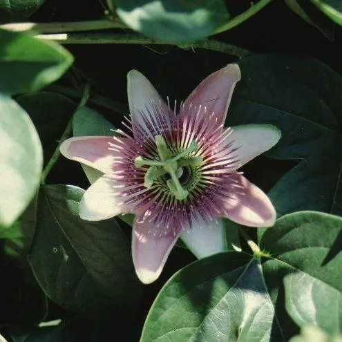 thumbnail for publication: Passiflora edulis Passion Fruit, Purple Granadilla